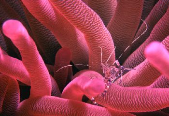 Yucatanicus - anemone shrimp - Bonaire, NA.  Housed Nikon... by Rick Tegeler 